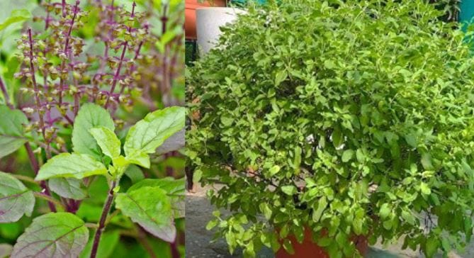 त्यामुळे घरातील तुळस सुकून गेली तर तिला एखाद्या नदीत विसर्जित करावे. तसेच शुक्रवारी किंवा गुरुवारी नवे तुळशीचे झाड लावायला हवे. (Disclaimer: वरच्या लेखातील माहिती ही प्राथमिक स्वरुपाची आहे. आम्ही या माहितीची पुष्टी करत नाही किंवा समर्थनही देत नाही. या लेखाच्या माध्यमातून अंधश्रद्धा पसरवण्याचा आमचा उद्देश नाही. वरच्या लेखात दिलेल्या माहितीवरून कोणताही निर्णय घेण्याआधी त्या-त्या क्षेत्रातील तज्ज्ञांचा सल्ला आवश्य घ्या.)   