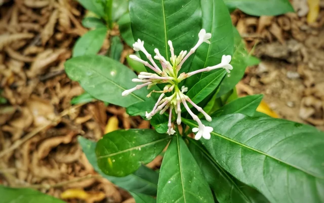 सर्पगंधा - सर्पगंधा ही वनस्पती नावाप्रमाणे तीव्र गंध येणारी वनस्पती आहे. तिचा विचित्र आणि वेगळा वास सापांना अजिबात आवडत नाही. त्यामुळे घराच्या भोवती अशी वनस्पती लावली की सांप आजूबाजूला येतच नाही.