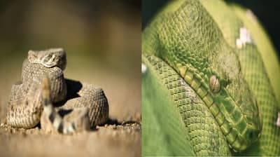 साप झोपतात तरी किती तास? दिवसा की रात्री? जाणून आश्चर्य वाटेल