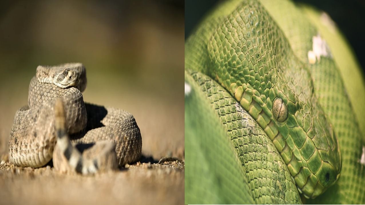 साप झोपतात तरी किती तास? दिवसा की रात्री? जाणून आश्चर्य वाटेल