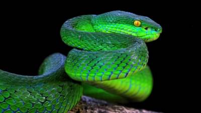 Swapna Shashtra: स्वप्नामध्ये साप दिसला, काय असतात विशेष संकेत? जाणून घ्या शास्त्रीय कारण