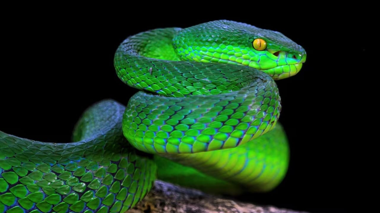 Swapna Shashtra: स्वप्नामध्ये साप दिसला, काय असतात विशेष संकेत? जाणून घ्या शास्त्रीय कारण Swapna Shashtra: स्वप्नामध्ये साप दिसला, काय असतात विशेष संकेत? जाणून घ्या शास्त्रीय कारण