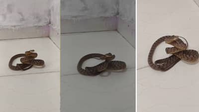 वेटोळे घेऊन दंश करतो... मांजरासारखे डोळे, पुण्यात आढळला अत्यंत दुर्मिळ बेडडोम मांजऱ्या जातीचा साप