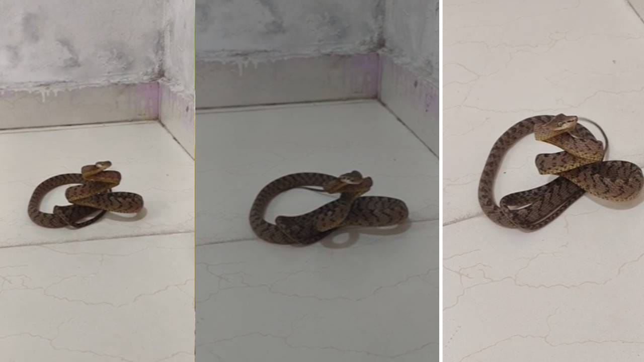 वेटोळे घेऊन दंश करतो... मांजरासारखे डोळे, पुण्यात आढळला अत्यंत दुर्मिळ बेडडोम मांजऱ्या जातीचा साप वेटोळे घेऊन दंश करतो... मांजरासारखे डोळे, पुण्यात आढळला अत्यंत दुर्मिळ बेडडोम मांजऱ्या जातीचा साप