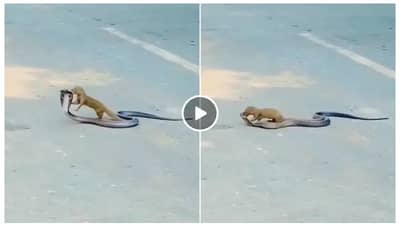 Snake nevla Fight Video: फणा उगारुन ऐटीत उभा होता किंग कोब्रा, केवळ 15 सेकंदात मुंगुसाने दिला धोबीपछाड