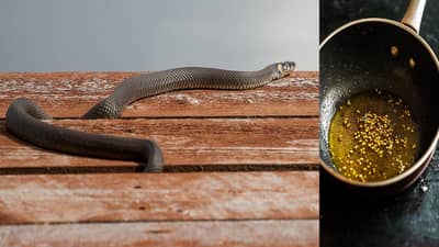 पावसाळ्यात सापांची भीती, मग या 5 घरगुती पद्धती वापरून पाहाच; साप अजिबात घरात येणार नाही