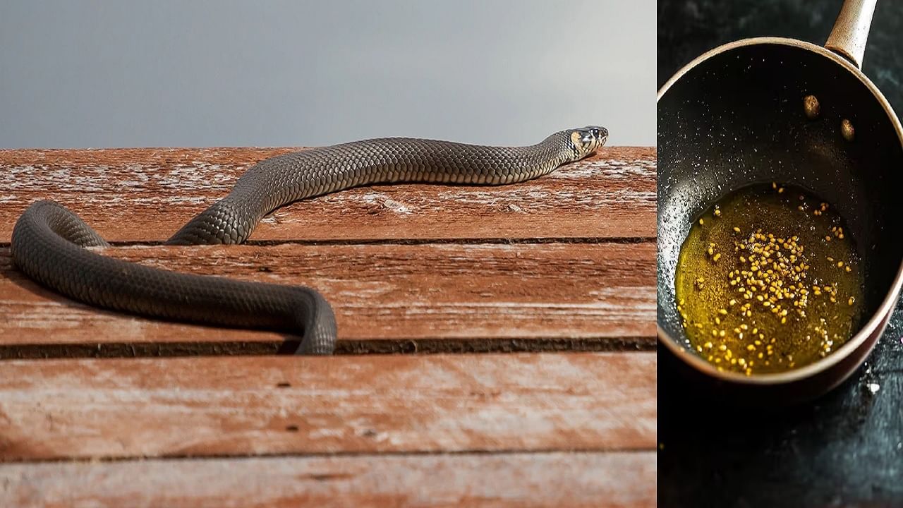 पावसाळ्यात सापांची भीती, मग या 5 घरगुती पद्धती वापरून पाहाच; साप अजिबात घरात येणार नाही