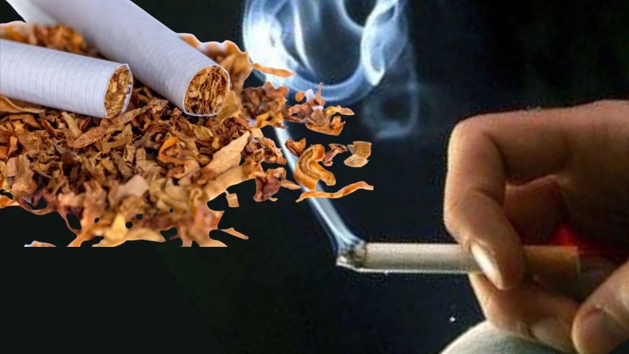 इथे होते जगात सर्वाधिक तंबाखूचं उत्पादन, जाणून घ्या भारताची काय स्थिती आहे? इथे होते जगात सर्वाधिक तंबाखूचं उत्पादन, जाणून घ्या भारताची काय स्थिती आहे?