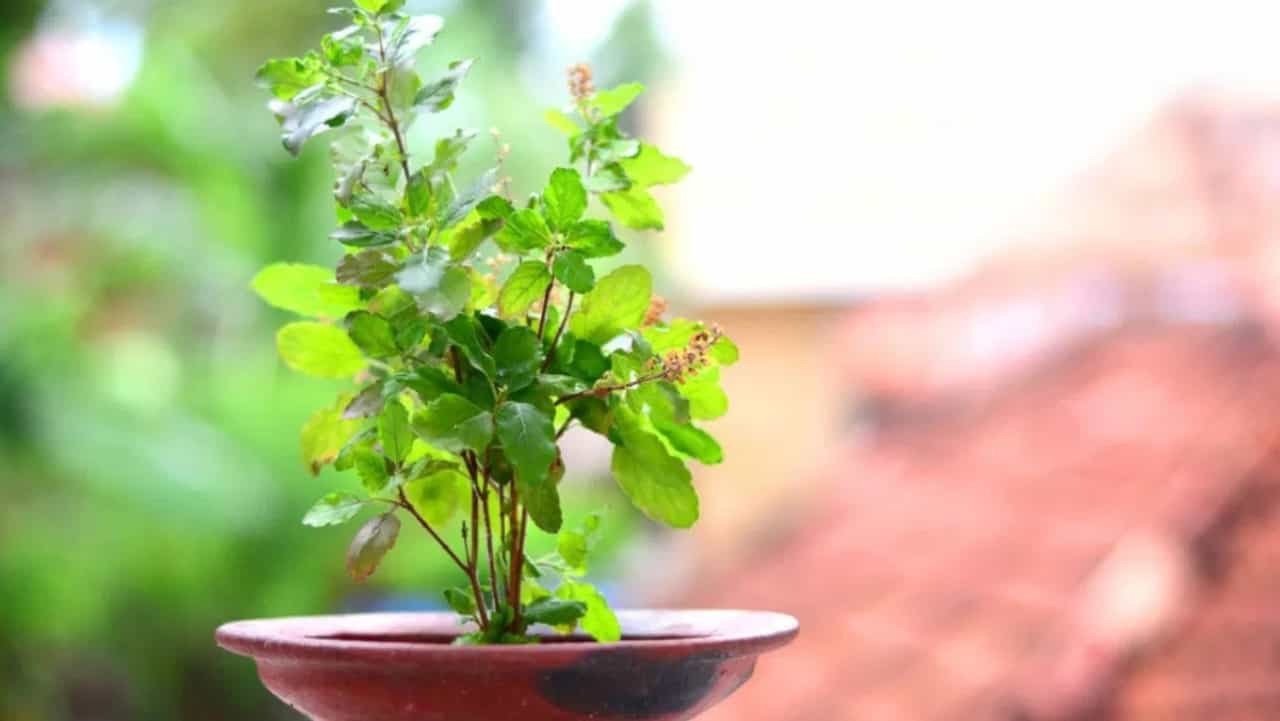 बदलत्या वातावरणात तुळशीची योग्य पद्धतीनं काळजी कशी घ्यावी?