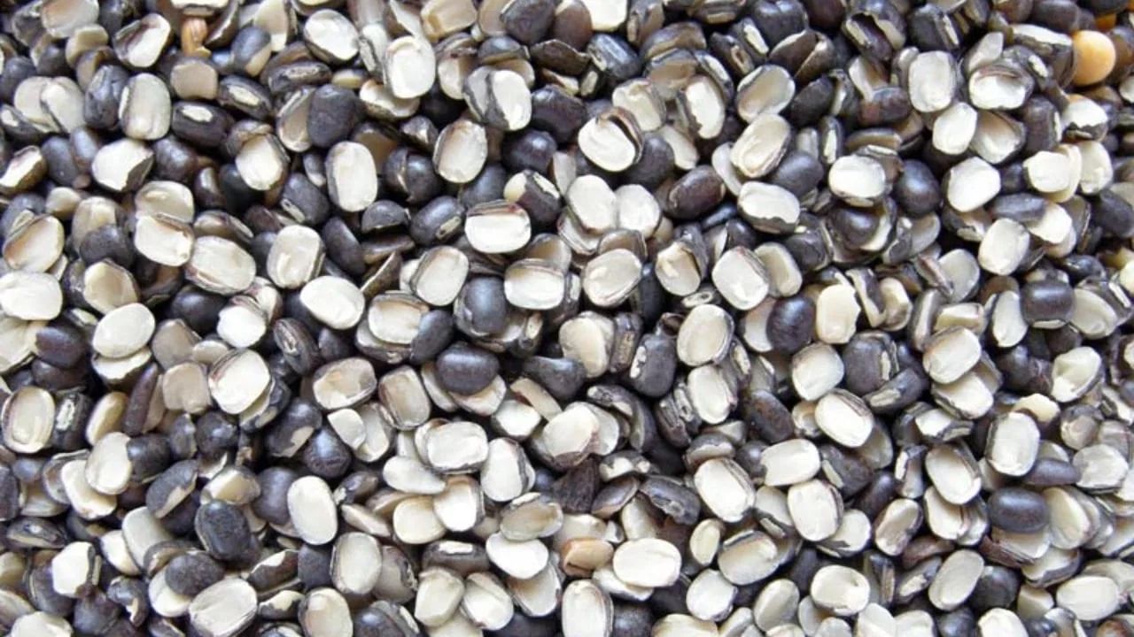 या सर्वांव्यतिरिक्त, उडदाची डाळ पचण्यास सर्वात जड मानली जाते. पावसाळ्यात ही डाळ पचवणे खूप कठीण असते. यामुळे गॅस, अपचन आणि पोटदुखीच्या तक्रारी होऊ शकतात.