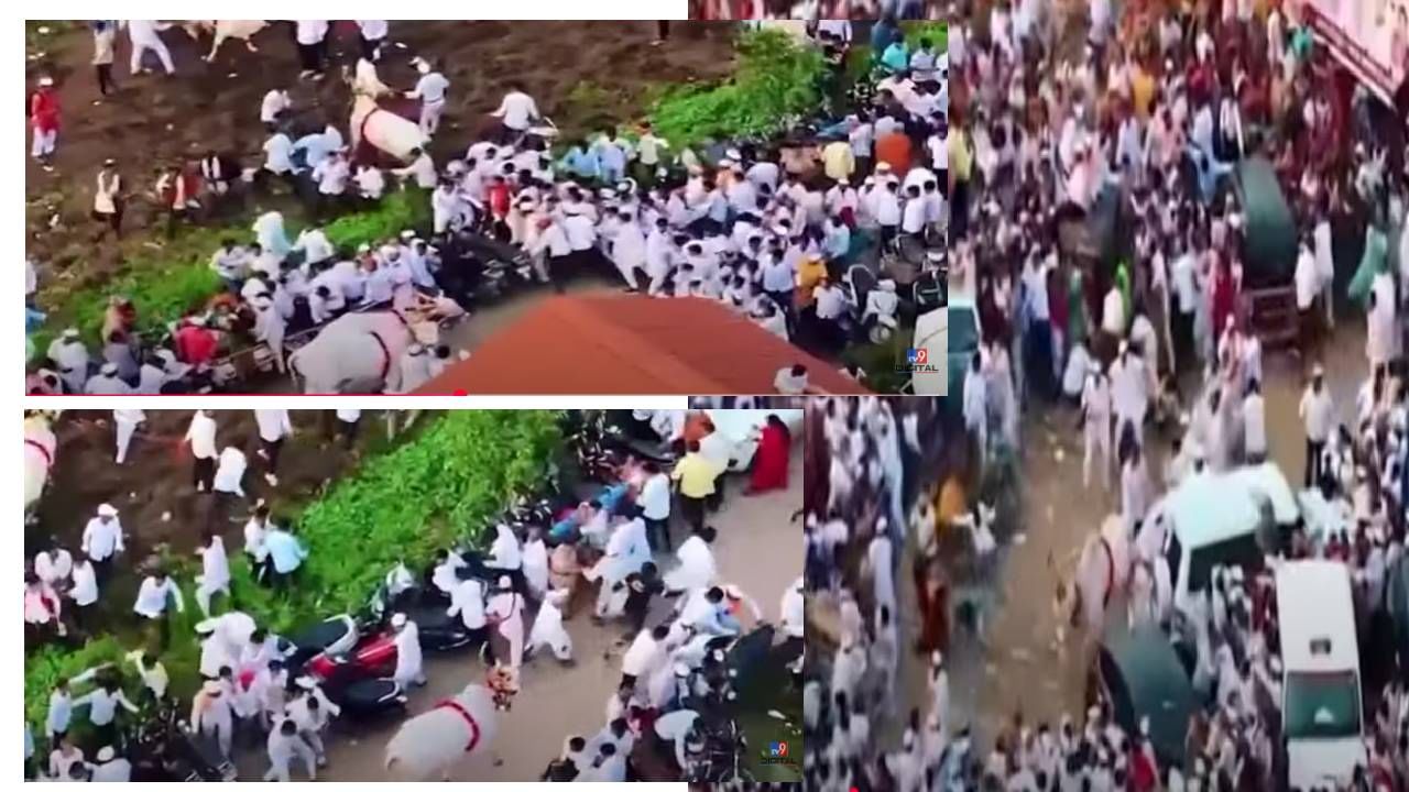 Wari 2025 : संत ज्ञानेश्वर महाराजांच्या पालखी सोहळ्यात उधळला बैल, वारकऱ्यांची धावपळ अन्... बघा काय घडलं?