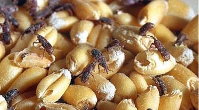 फफूंदी, किडींपासून गव्हाचे संरक्षण करण्यासाठी आजमवा हे पारंपरिक उपाय…