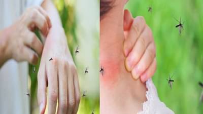 डास या व्यक्तींनाच जास्त का चावतात? कारण जाणून हैराण व्हाल