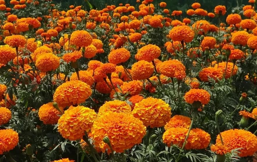  झेंडू - झेंडूंच्या फुलांना तीव्र सुंगध असतो. हा गंध सापांना आवडत नाही. ही केशरी किंवा धम्मक पिवळ्या रंगांची फुले घराची आणि बागेची शोभा तर वाढवताच शिवाय सापांनाही दूर ठेवतात. त्यामुळे घरांचे या सरपटणाऱ्या प्राण्यापासून संरक्षण होते आणि घर सुंदरही दिसते. 