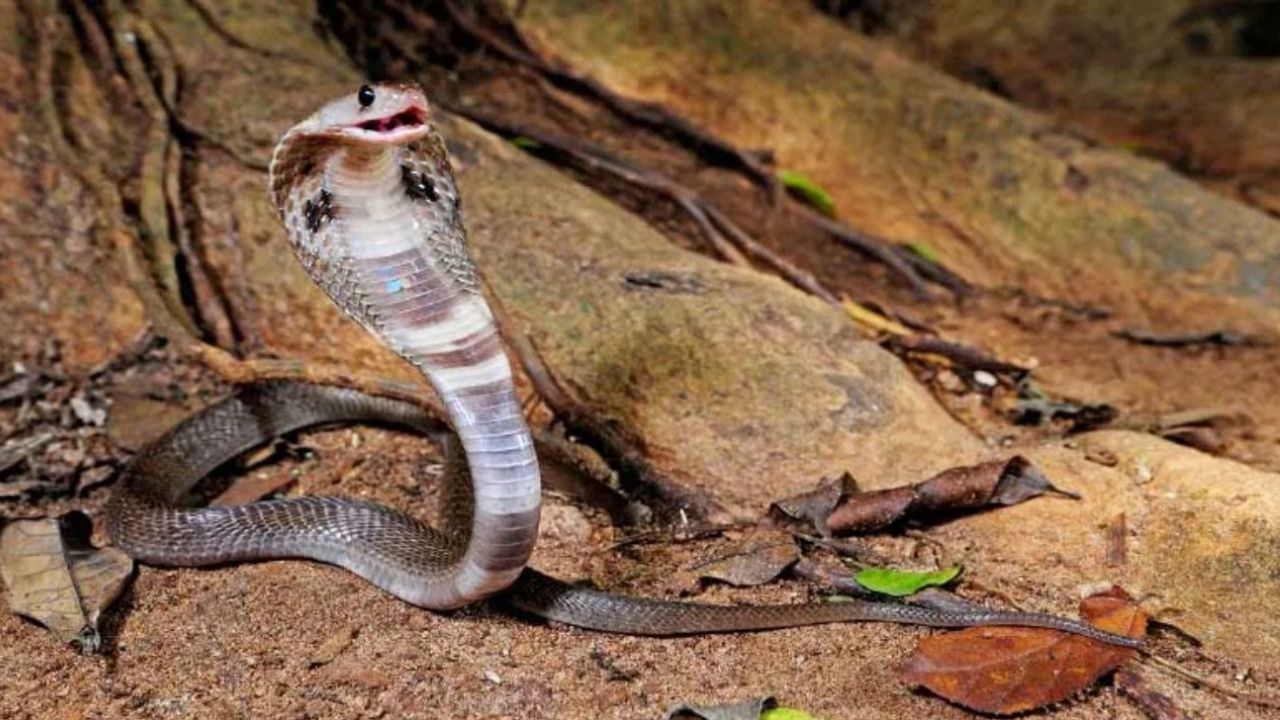 असाच एक प्रकार बुलढाणा तालुक्यातील सावळा गावात देखील घडला आहे. येथील रहिवासी असलेल्या लखन गाडेकर यांच्या घराच्या परिसरात साप निघाल्यानं एकच गोंधळ उडाला.