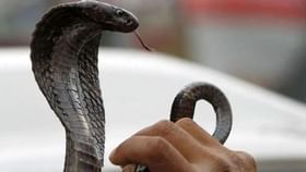 सर्पमित्राच्या हातातून कोब्रा निसटला अन्.., काळजाचा ठोका चुकवणारा क्षण