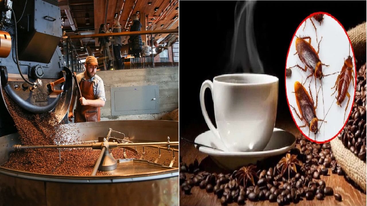कॉफी तयार करताना झुरळे देखील कुस्करली जातात? FDA ने सांगितलेलं सत्य जाणून घेतल्यास धक्का बसेल