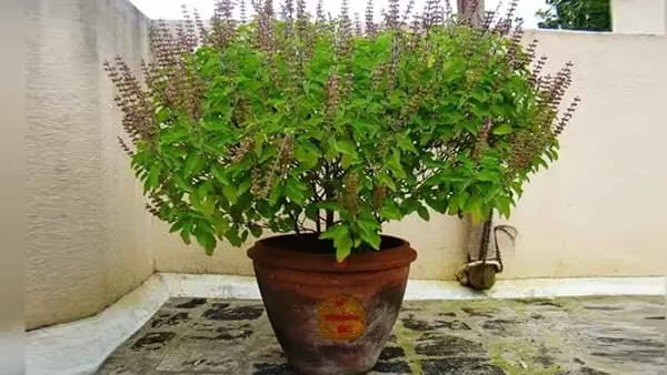 राम आणि कृष्ण तुळशीमध्ये नेमका फरक काय? 99 टक्के लोकांना नाही माहीत, घरात कोणती तुळस लावावी?