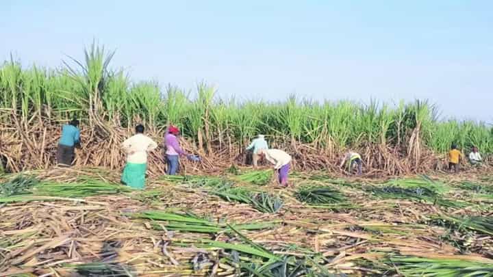 Beed : ऊसतोड कामगार महिलांच्या गर्भपिशव्या काढल्याचा प्रश्न विधीमंडळात गाजला Beed : ऊसतोड कामगार महिलांच्या गर्भपिशव्या काढल्याचा प्रश्न विधीमंडळात गाजला