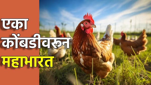 कोंबडीचे नाव ठेवले नर्मदा, मग झाला की हो राडा; व्हेटरनरी कॉलेजच्या त्या जाहिरातीवरून वाद पेटला