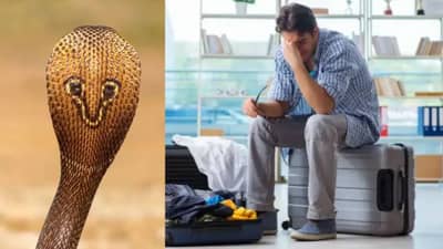 थायलंडमध्ये सामान चेकइन, मुंबईत येताच बॅगेत फणा काढून.. अधिकाऱ्यांचे हातपाय थरथर कापले