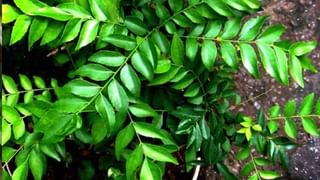 मुलांसाठी ड्रायफ्रूट्स किती आणि कसे द्यावेत? जाणून घ्या योग्य प्रमाण, वेळ आणि पद्धत