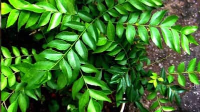 वजन कमी करण्यासाठी हा पाला ठरतो फायदेशीर