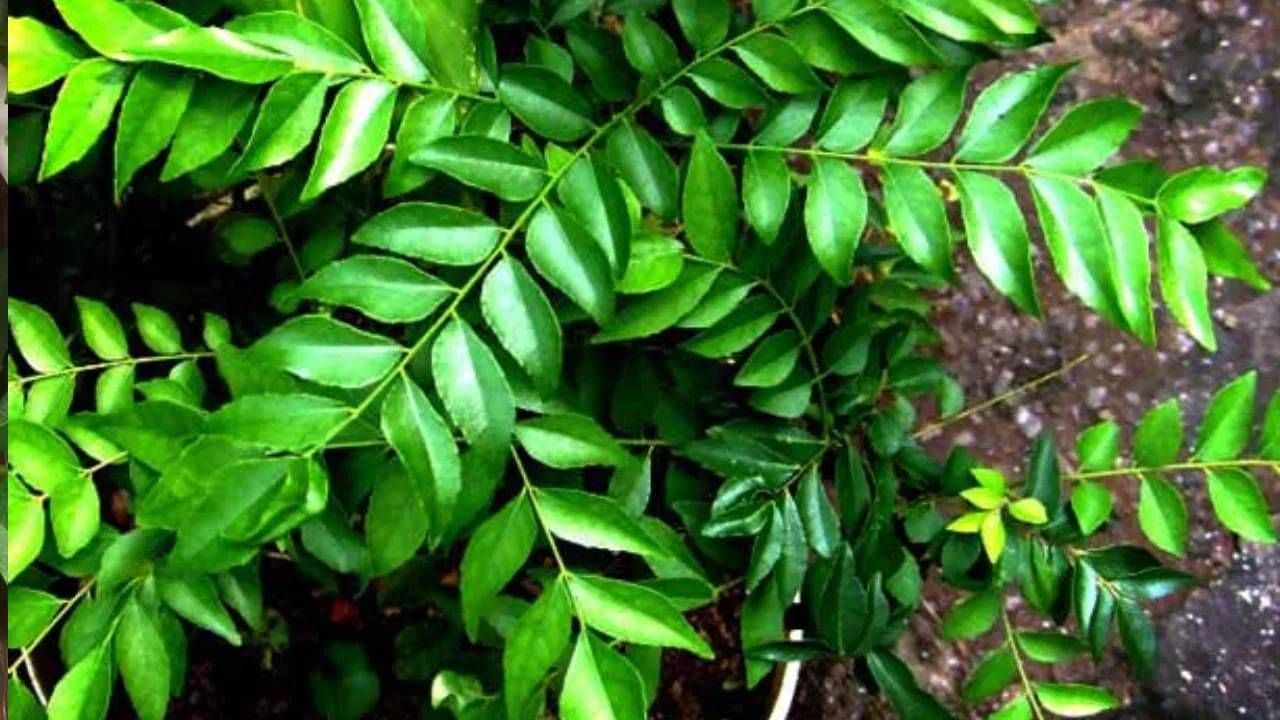 वजन कमी करण्यासाठी हा पाला ठरतो फायदेशीर वजन कमी करण्यासाठी हा पाला ठरतो फायदेशीर