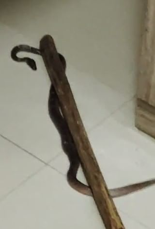 मिळालेल्या माहितीनुसा मण्यार जातीचा साप या रुग्णालयात शिरला होता. हा साप विषारी असतो. याच सापाचा रुग्णालय परिसरात खुला वावर पाहायला मिळतोय.