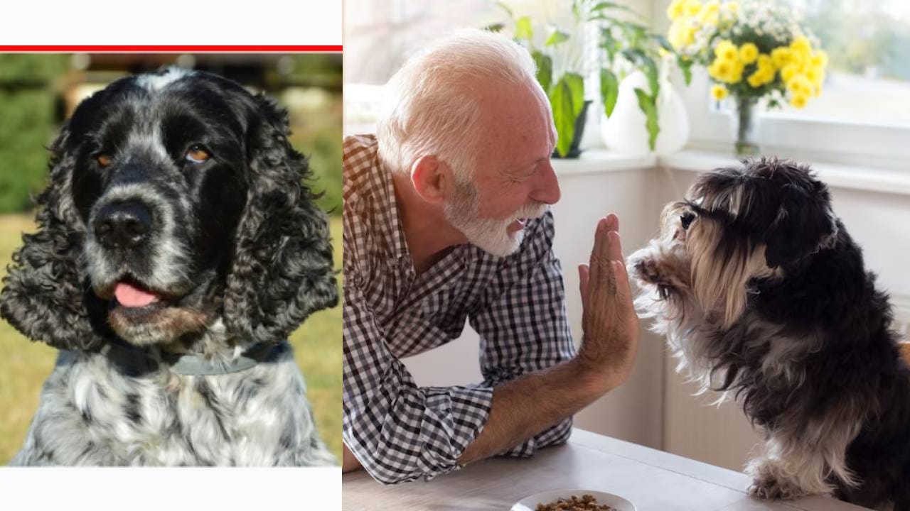 महिलेचा अचानक हृदयविकाराचा झटका, कुत्र्याने ओळखला धोका, मग केले असे काही की मालकिणीचे वाचले प्राण! महिलेचा अचानक हृदयविकाराचा झटका, कुत्र्याने ओळखला धोका, मग केले असे काही की मालकिणीचे वाचले प्राण!