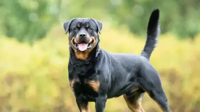 महिलेनं घेतलं कुत्रं दत्तक, केली डीएनए टेस्ट, रिपोर्ट समोर येताच प्रचंड हादरली, बसला मोठा धक्का