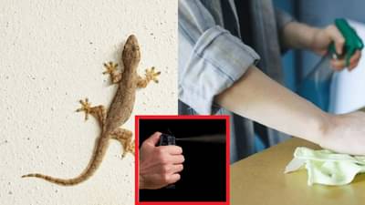 या वासाने पाली अक्षरश: मरायला टेकतात; या ट्रीकने छतावर किंवा भिंतीवर कुठेही दिसणार नाही पाल