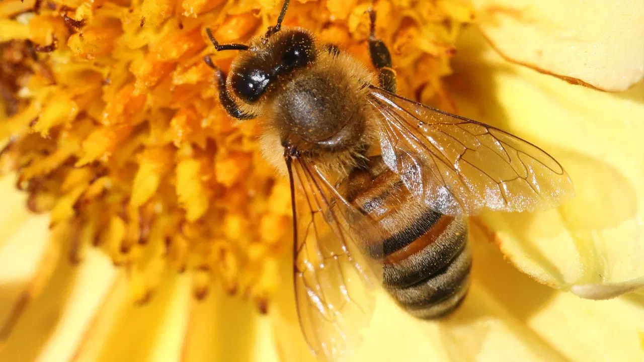 12 मधमाशा आयुष्यभर कठोर परिश्रम करून फक्त एक चमचा मधू बनवू शकतात. याचाच अर्थ एक मधमाशी संपूर्ण आयुष्यात एका चमच्याचा 12 वा भाग इतका मध बनवते. 