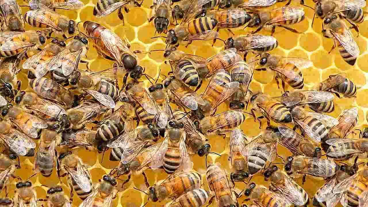 महत्वाची बाब म्हणजे, फक्त मादी मधमाश्या मध बनवतात. त्यामुळे मधमाशांच्या पोळ्यामध्ये मादी मधमाशांची संख्या जास्त असते. नर किंवा राणी मधमाश्या कोणतेही काम करत नाहीत.