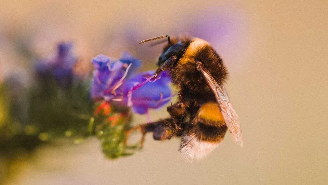 मध बनवणाऱ्या मधमाशीचे आयुष्य फक्त 45 दिवसांचे असते. एक किलो मध बनवण्यासाठी मधमाश्यांना 90 हजार मैल प्रवास करुन जवळपास 40 लाख फुलांचे अमृत शोषावे लागते. 