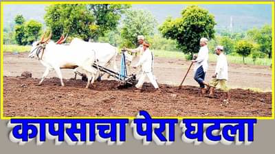 कापसाचा पेरा घटला; या पिकाची पेरणी जोमात, शेतकरी दुसऱ्या पिकांकडे का वळला?