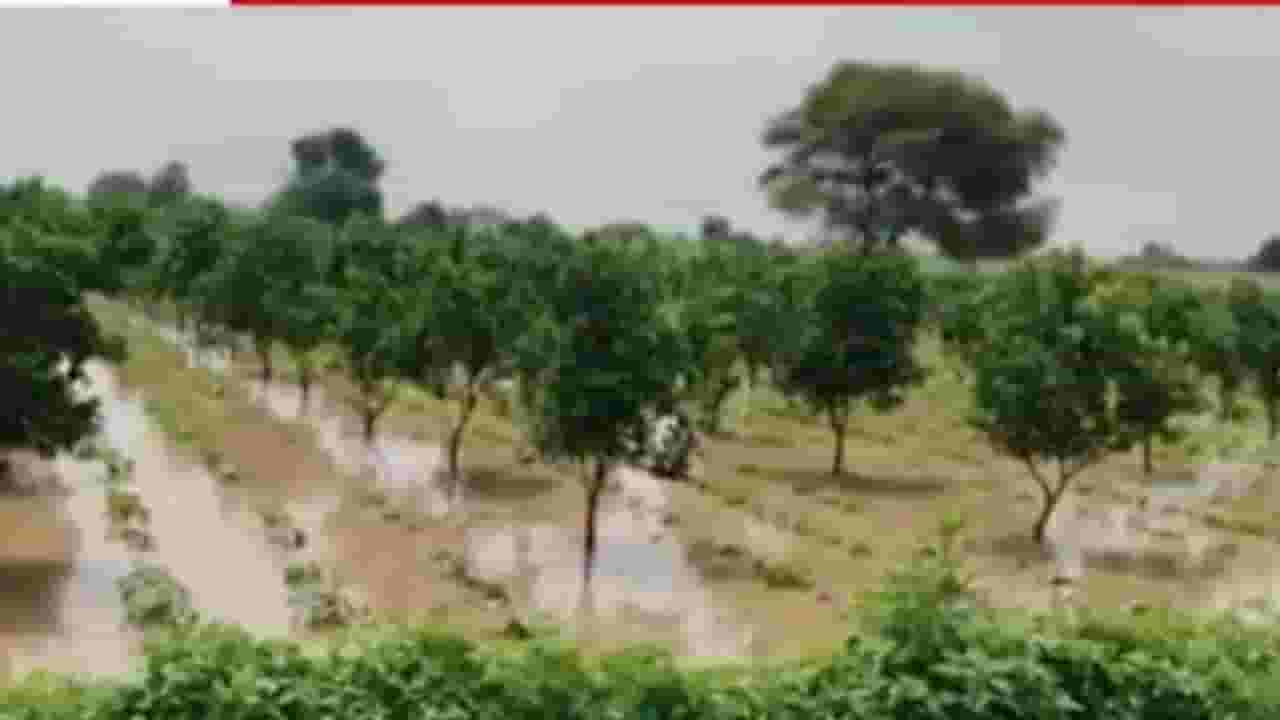 बदनापूर तालुक्यात अतिवृष्टी सदृश्य पाऊस; शेतांना आलं तळ्याचे स्वरूप