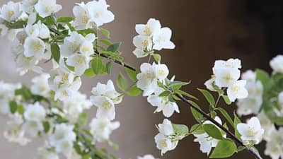 घरामध्ये मोगऱ्याचे झाड कोणत्या दिशेला लावायचं? जाणून घ्या वास्तू टिप्स....