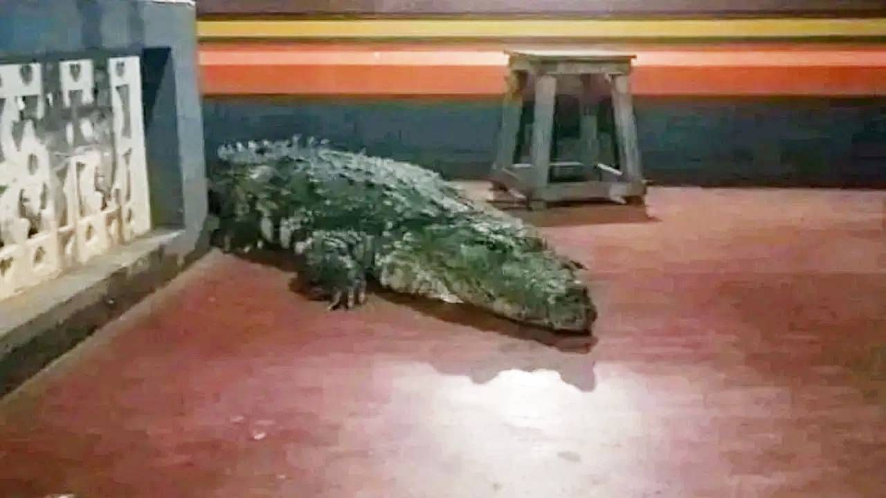 नर जातीची ही मगर या मंदिरातील तलावात गेल्या अनेक वर्षांपासून, काहींच्या मते जवळपास 70 वर्षांपासून होती. या मगरीचे नाव बबिया असे ठेवण्यात आले होते. बबिया गेल्या काही दिवसांपासून आजारी होता. मृत्यूच्या दोन दिवसांपूर्वीपासून त्याने प्रसाद पण घेतला नव्हता. मंदिराच्या पुजाऱ्याने त्याचा नावाचा पुकारा केल्यावर तो प्रसाद घेण्यासाठी झटपट येत होता. ऑक्टोबर 2022 मध्ये त्याचा मृत्यू झाला.