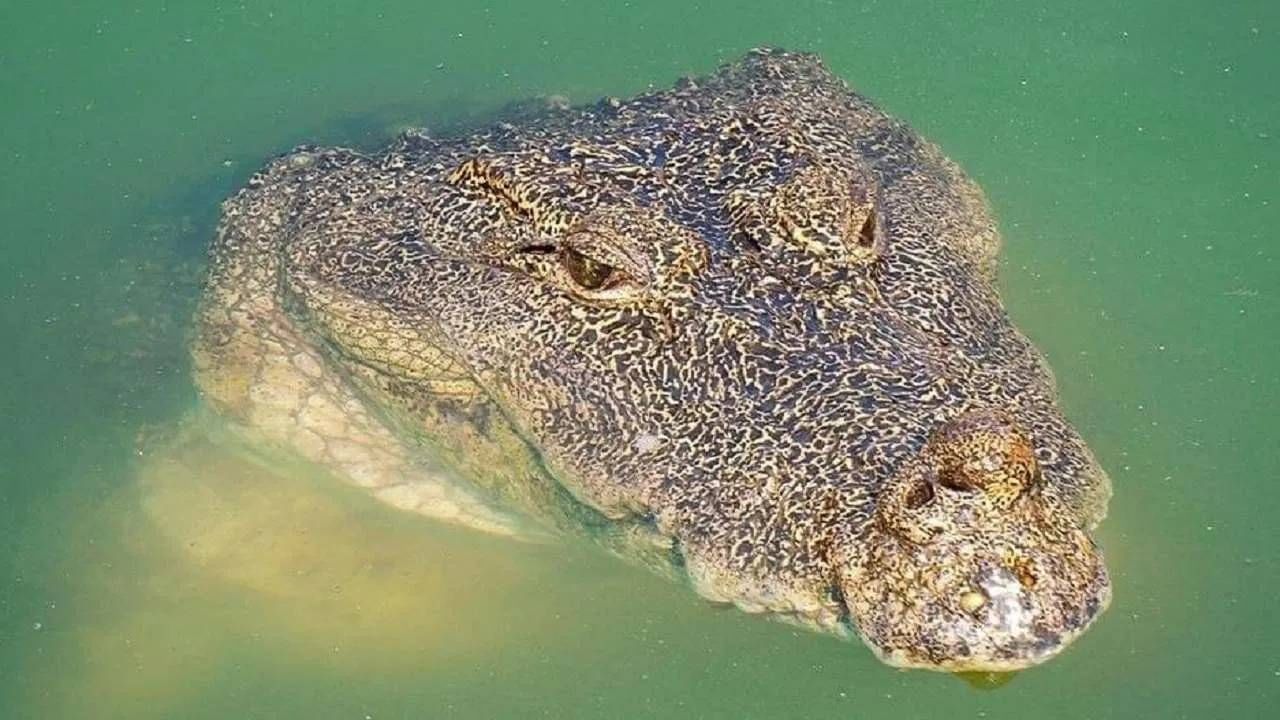 मगर ही मांसाहारी असते. जगातील सर्वात धोकादायक प्राण्यात तिची गिणती होते. मगरीने पाण्यात पोहणारे, काठावरील लोकांवर हल्ला केल्याच्या घटना तुम्ही ऐकल्याच असतील. पण भारतात अशी एक मगर होती जी संपूर्णपणे शाकाहारी होती. ही मगर केरळमधील श्री अनंतपद्मनाभ स्वामी मंदिराचे संरक्षण करत होती. आता ही शाकाहारी मगर मरण पावली आहे. या मंदिराच्या आजूबाजूला असलेल्या तलावात तिचे मृत शरीर तरंगताना दिसले होते.