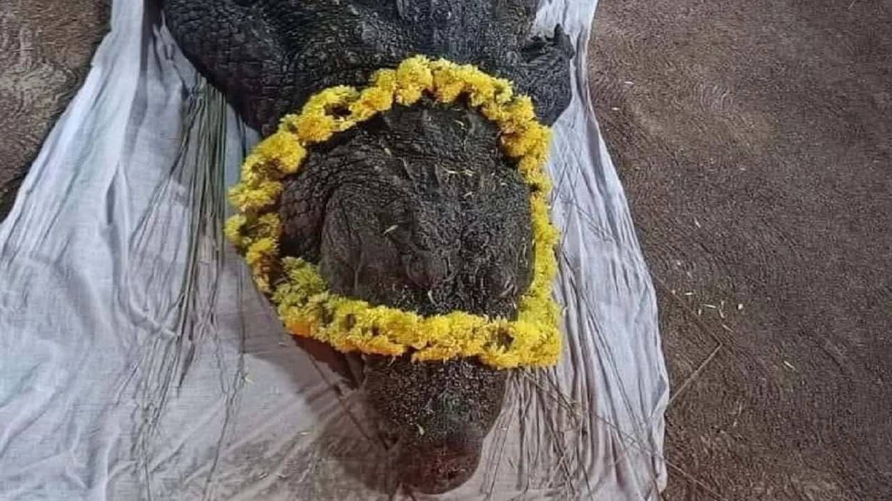 या मगरीला मंदिराच्या प्रांगणातच पुरण्यात आले. एखाद्या महान पुजाऱ्याप्रमाणेच सन्मानाने त्याचे अंत्यसंस्कार करण्यात आले. त्यावेळी हजारोंचा जनसमूदाय उपस्थित होता. सगळ्यांनी या अनोख्या प्राण्याबद्दल श्रद्धा व्यक्त केली.
