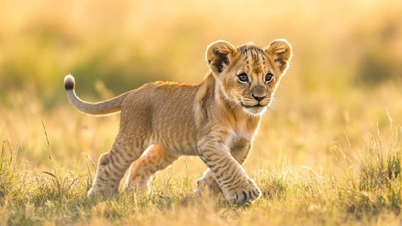 हातात चहाचा कप, मांडीवर सिंहाचं बछडं, ‘या’ रेस्टॉरंटमध्ये कमालीचा थरार हातात चहाचा कप, मांडीवर सिंहाचं बछडं, ‘या’ रेस्टॉरंटमध्ये कमालीचा थरार