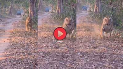 Video: पर्यटकांना पाहून चिडला वाघ, डरकाळी फोडली अन्...; थरकाप उडवणारा व्हिडीओ नक्की पाहा
