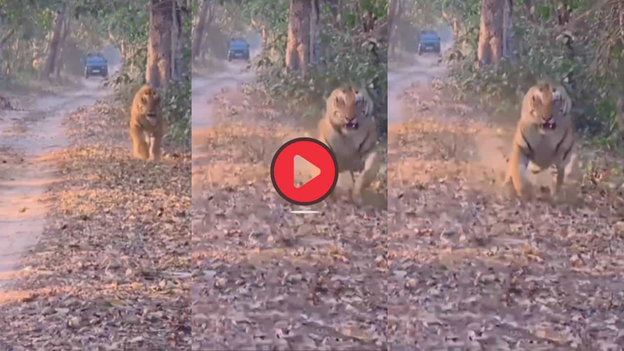 Video: पर्यटकांना पाहून चिडला वाघ, डरकाळी फोडली अन्...; थरकाप उडवणारा व्हिडीओ नक्की पाहा