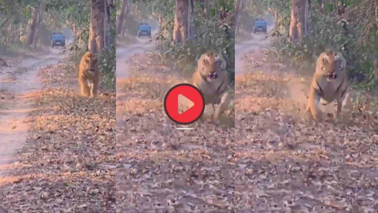 Video: पर्यटकांना पाहून चिडला वाघ, डरकाळी फोडली अन्...; थरकाप उडवणारा व्हिडीओ नक्की पाहा