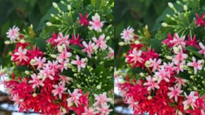 मधुमालती फक्त सुगंधासाठी नव्हे तर मधुमेह आणि तापातही प्रभावी, जाणून घ्या