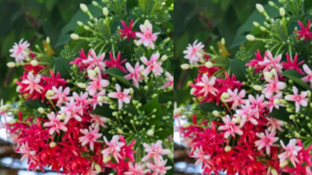 मधुमालती फक्त सुगंधासाठी नव्हे तर मधुमेह आणि तापातही प्रभावी, जाणून घ्या मधुमालती फक्त सुगंधासाठी नव्हे तर मधुमेह आणि तापातही प्रभावी, जाणून घ्या