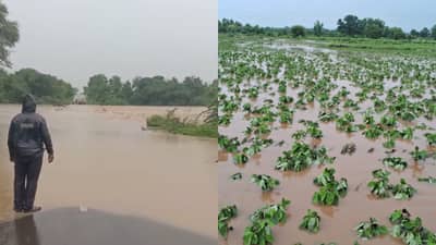 Maharashtra Rain : मुंबईत संततधार, विदर्भात ढगफुटीसदृश पाऊस; अनेक गावांचा संपर्क तुटला; तुमच्या जिल्ह्याची स्थिती काय?