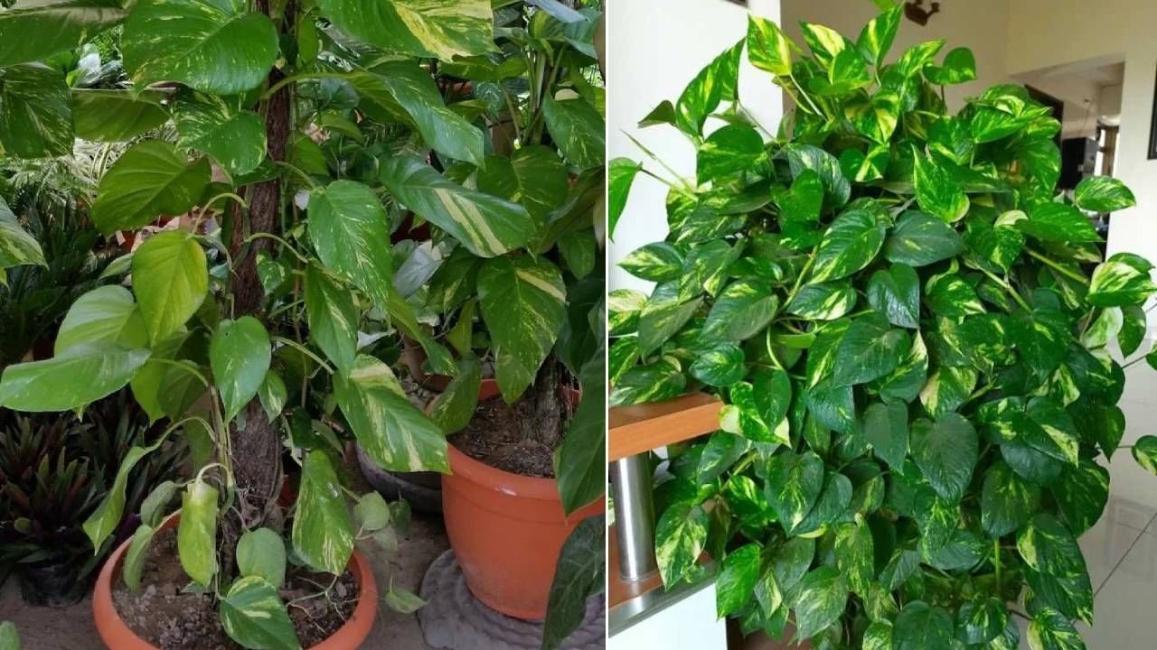 घराच्या मुख्य दरवाज्याजवळ मनी प्लांट लावू शकतो का? जाणून घ्या वास्तुशास्त्र