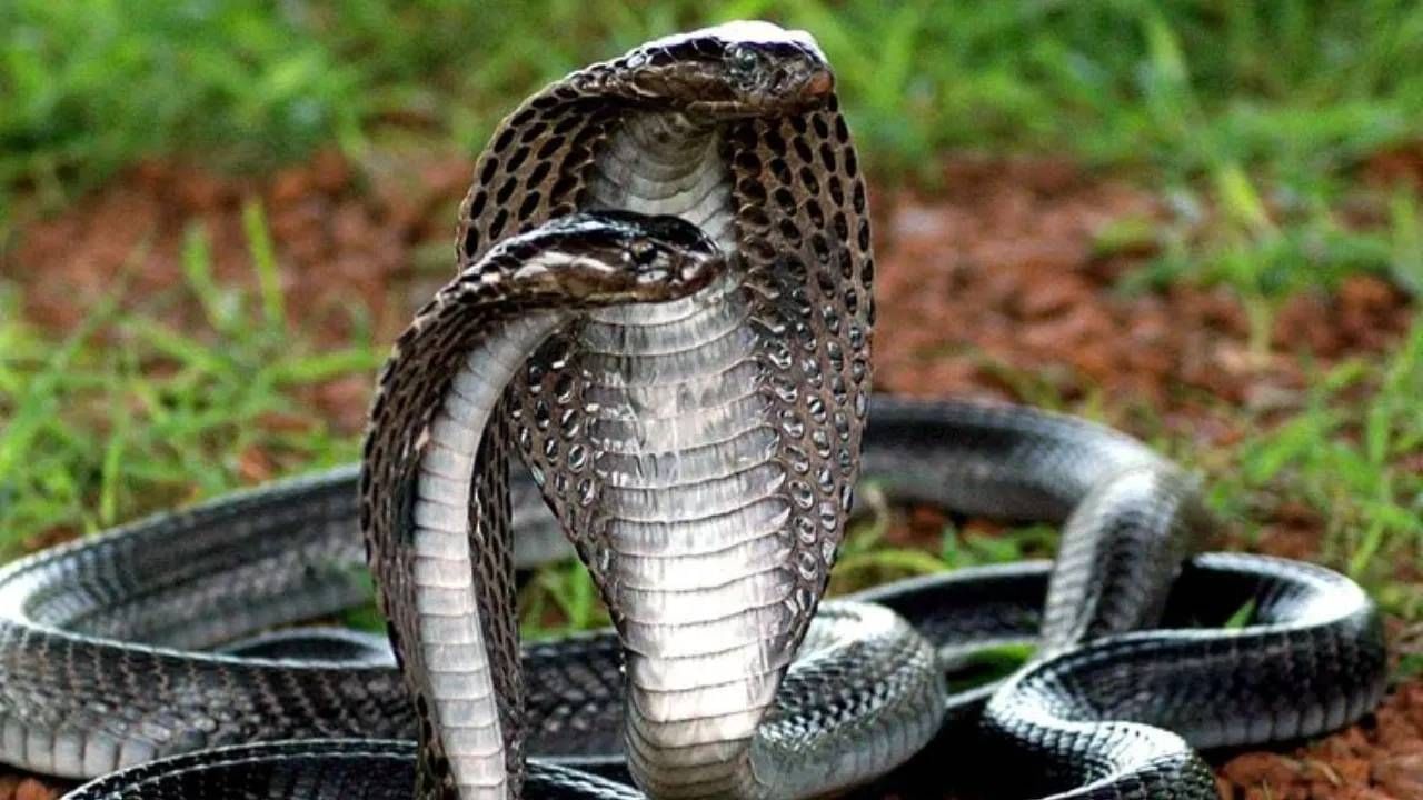 Nag Nagin: श्रावण महिन्यात नाग-नागिणीची जोडी दिसण्याचा काय असतो अर्थ? Nag Nagin: श्रावण महिन्यात नाग-नागिणीची जोडी दिसण्याचा काय असतो अर्थ?